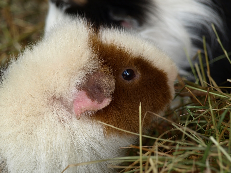 Cute rodent small animals