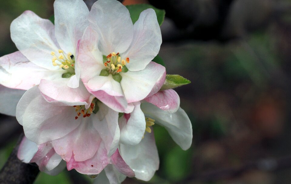 Botany natural flower