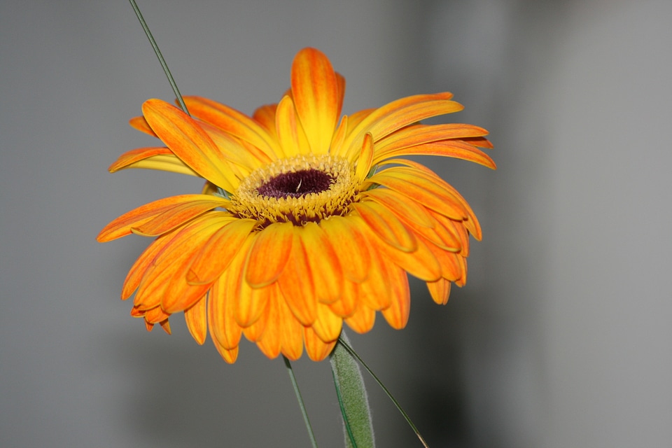 Alone gerbera flowers
