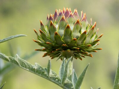 Artichoke plant architecture plant geometry