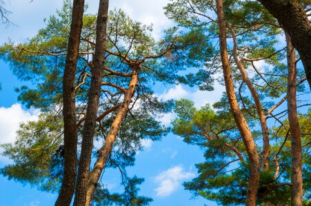 Forest landscape sunshine