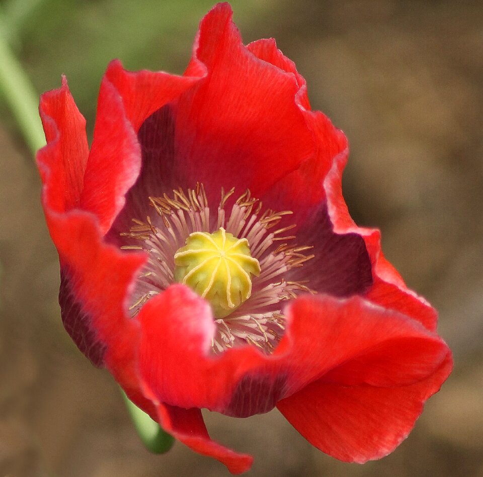 Garden bloom floral