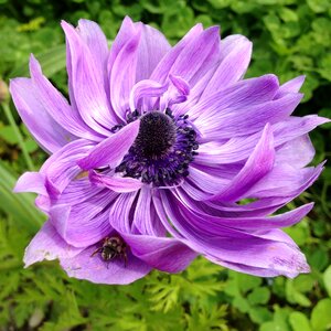Purple petals