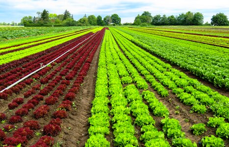 Salad cultivation vegetables