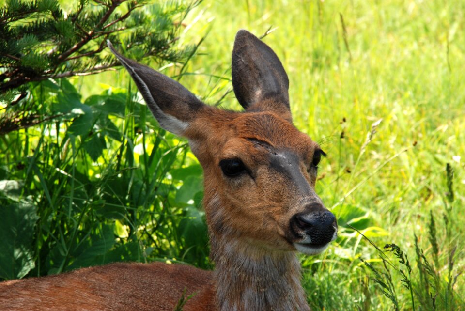 Mammal deer wound