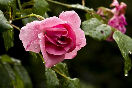Bloom flower garden roses