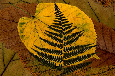 Dry leaves arrangement foliage
