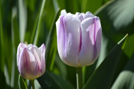 Spring spring bulbs floral
