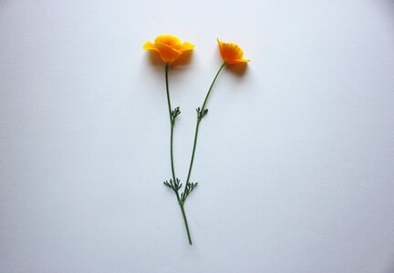 Orange usa natural