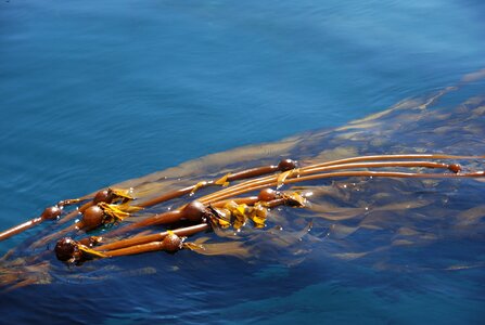 Food blue sea