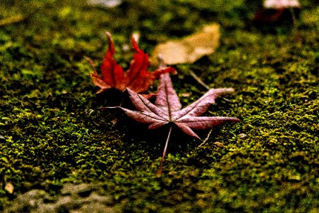 Leaf autumn japan photo