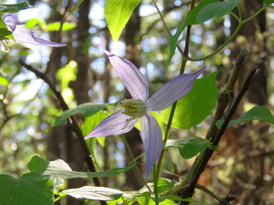 Wild flower purple flower vine
