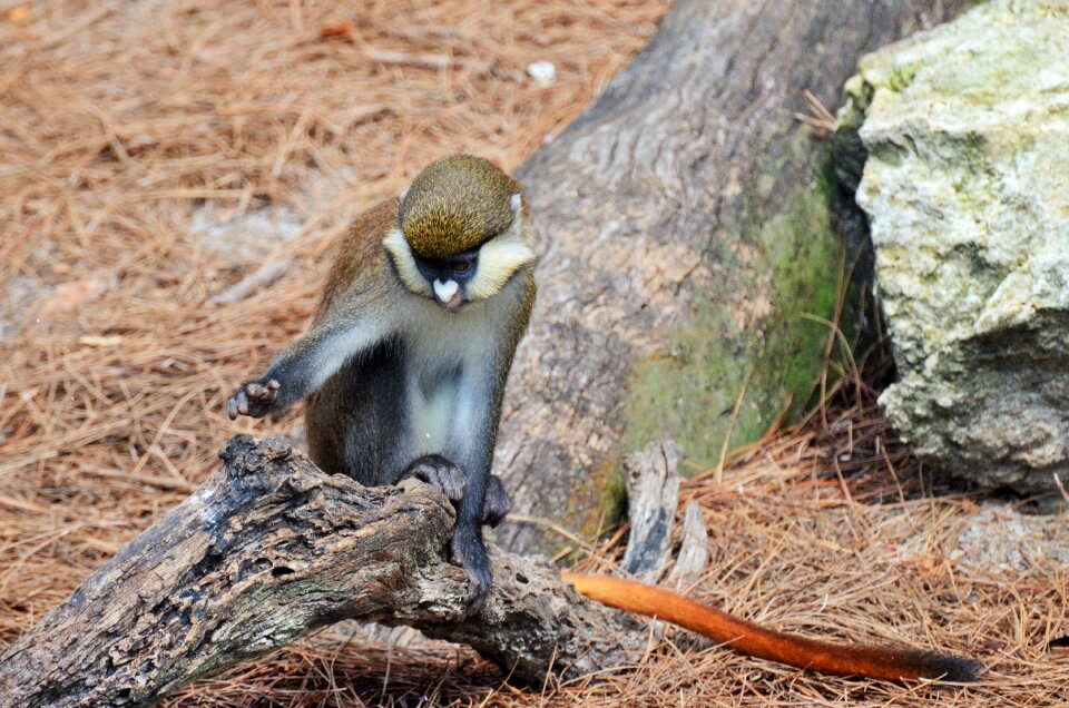 Animal zoo primates
