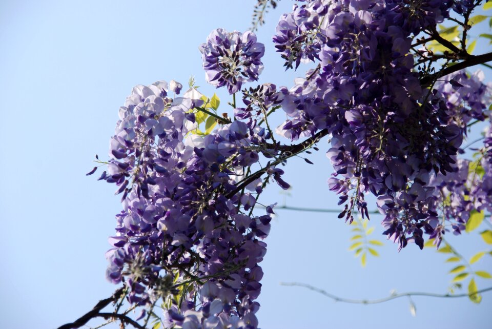 Blue rain wisteria branch