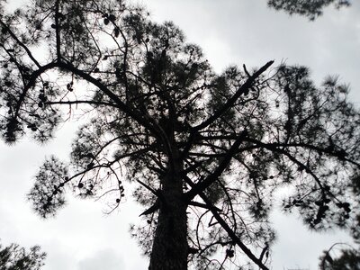 Shadow sky twigs