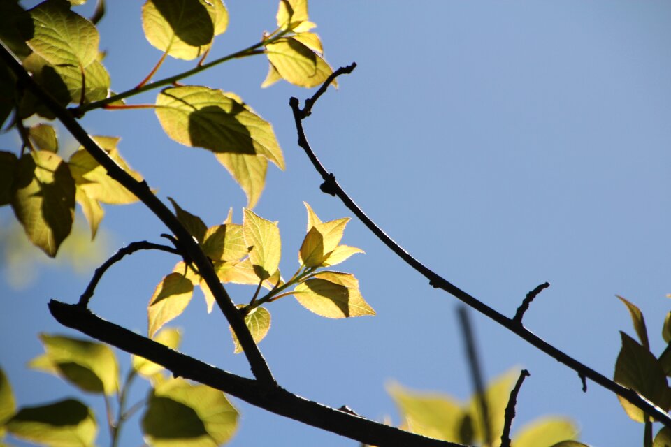 Plant beautiful irradiation