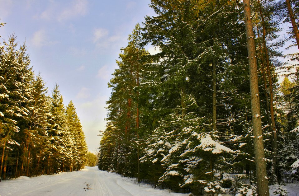 Tree landscape snow