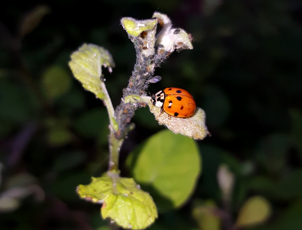 Please appreciate pasture aphids