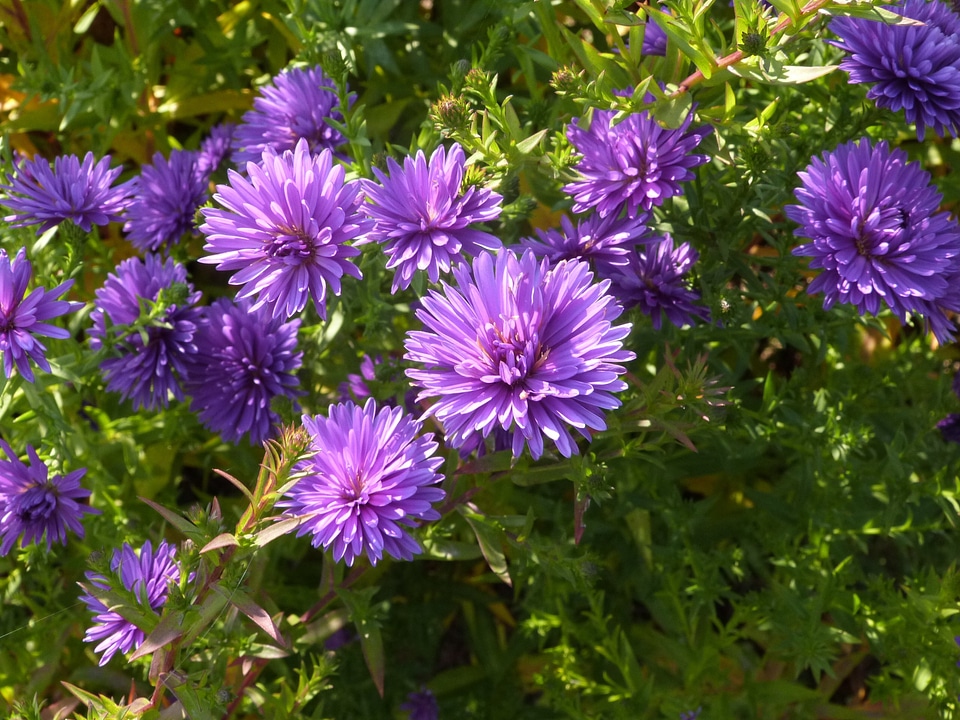 Plants natural blossom