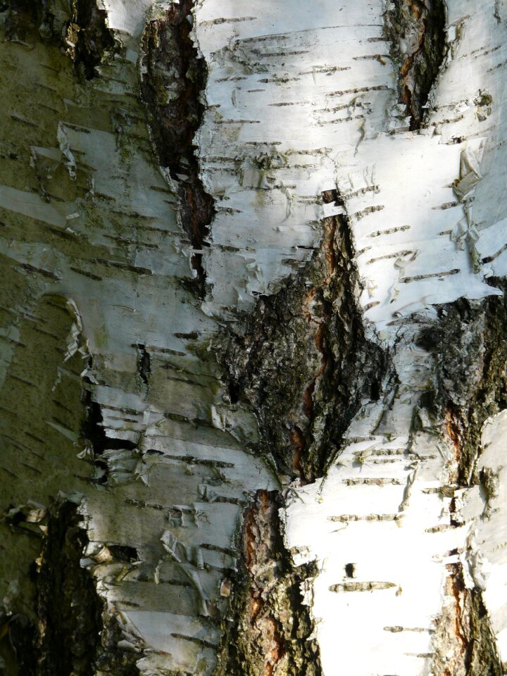 Forest tree bark trunk