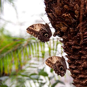 Animal fauna macro