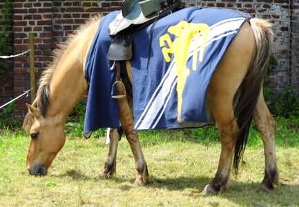 Middle ages knight mare