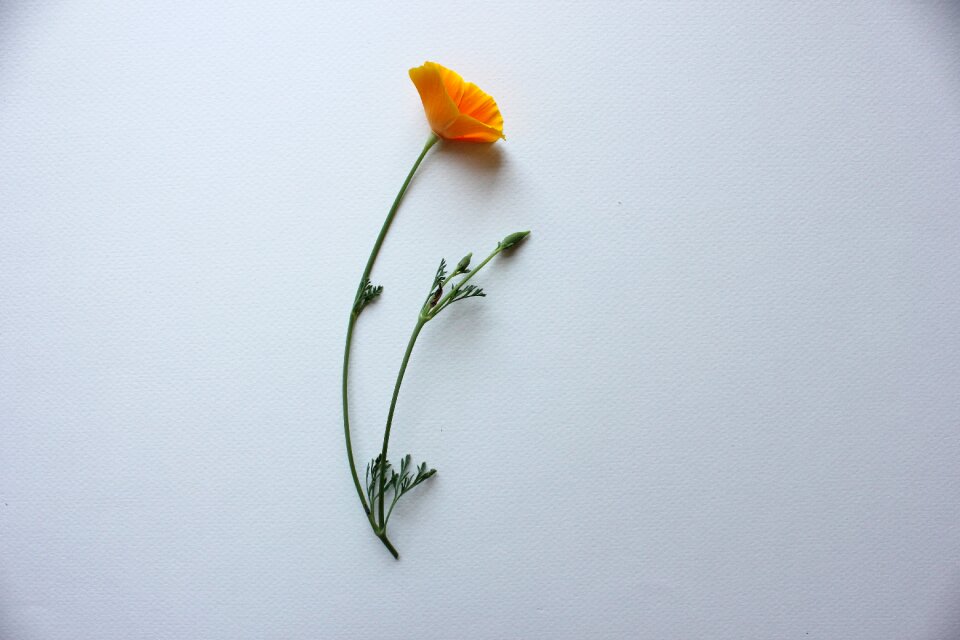 Orange usa natural