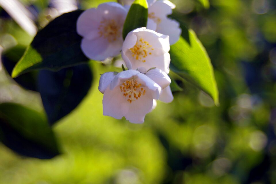 Jasmine blooming flowering