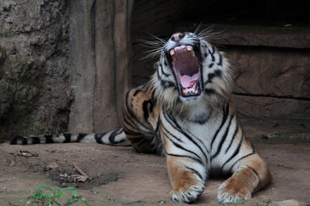 Sumatran tigris wildlife photo