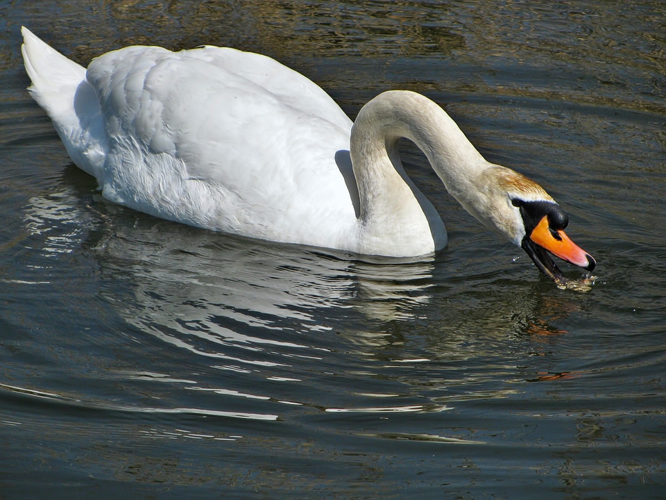 Animal nature bird