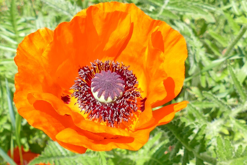 Attention to detail sharp poppy