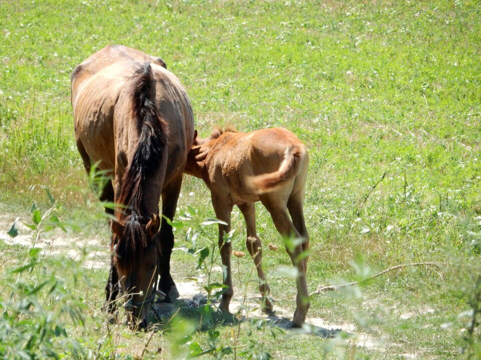 Mare with foal pasture young animal