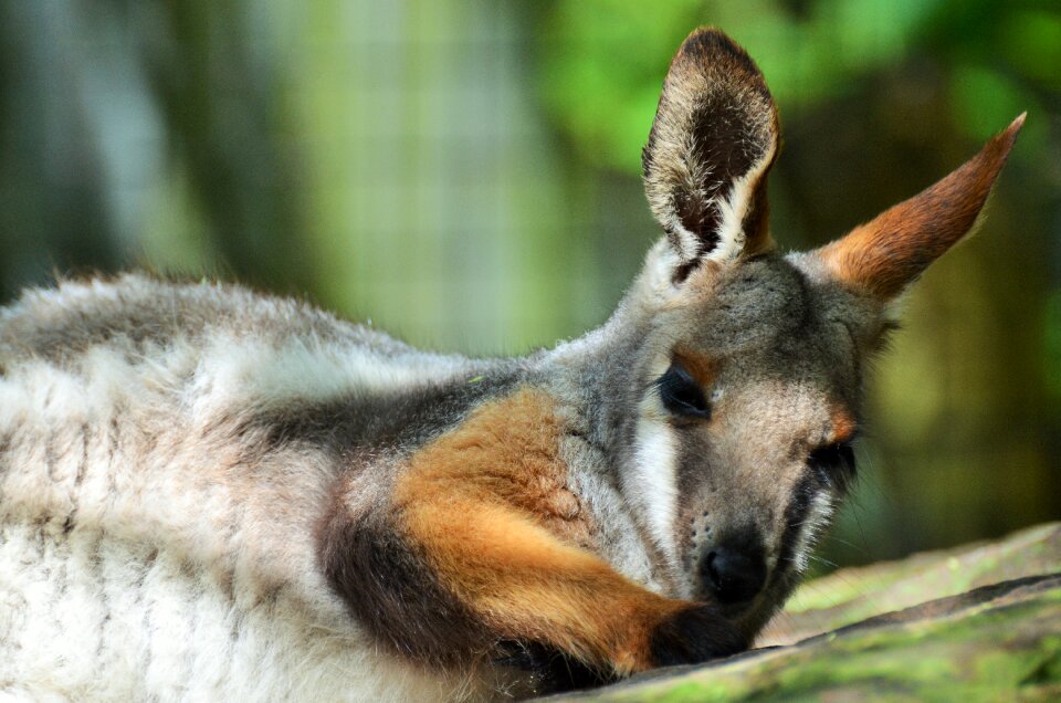 Small kangaroo mammal animal