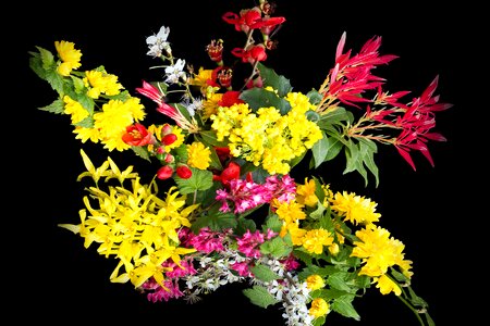 Nature wild growth creative