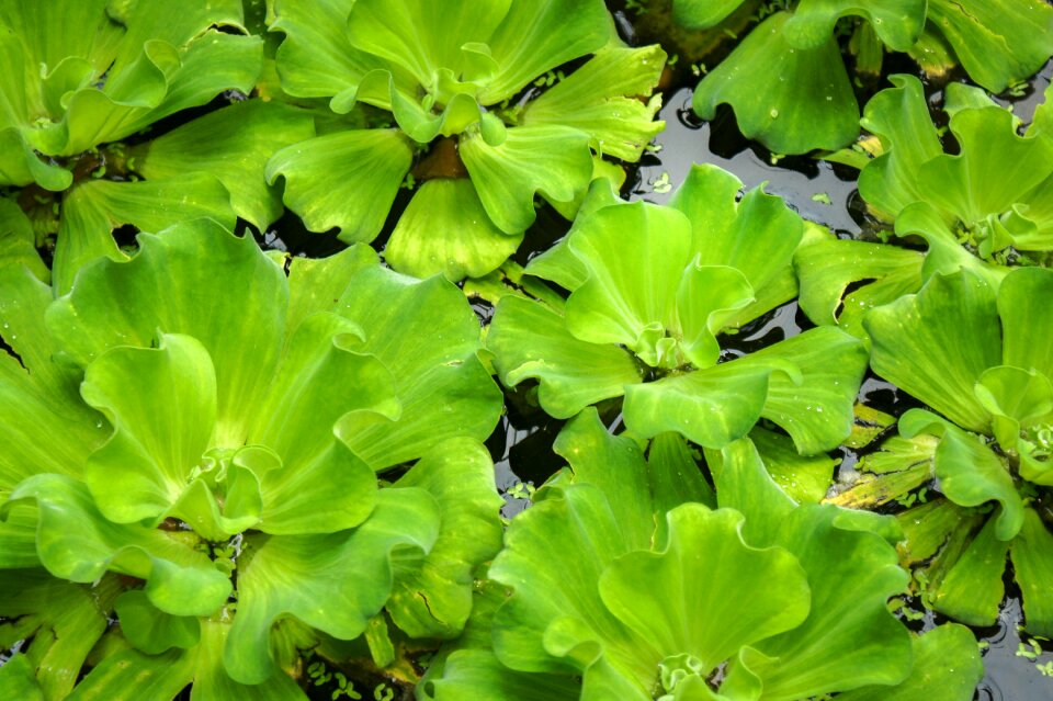 Nature natural plant