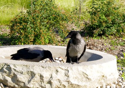 Nature predator ornithology