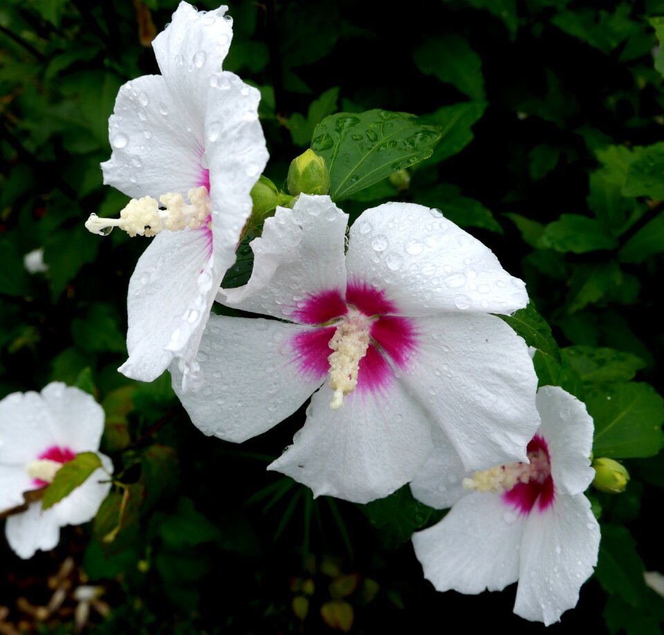 Flowers rain drop of water