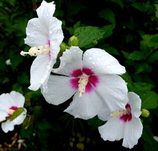 Flowers rain drop of water