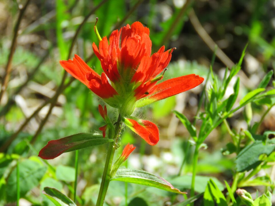 Alberta nature red