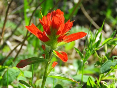 Alberta nature red