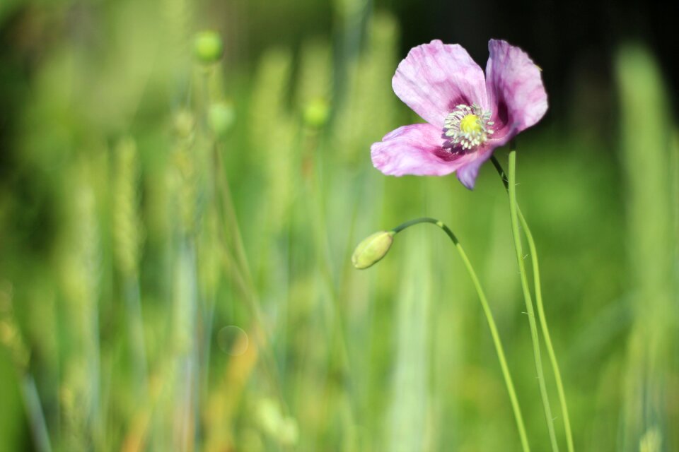 Nature flowers flowers of the field