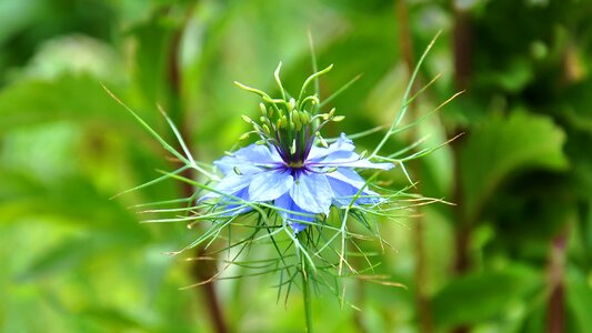 Nigella blue flower blue star photo