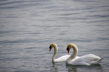Swan lake constance togetherness photo
