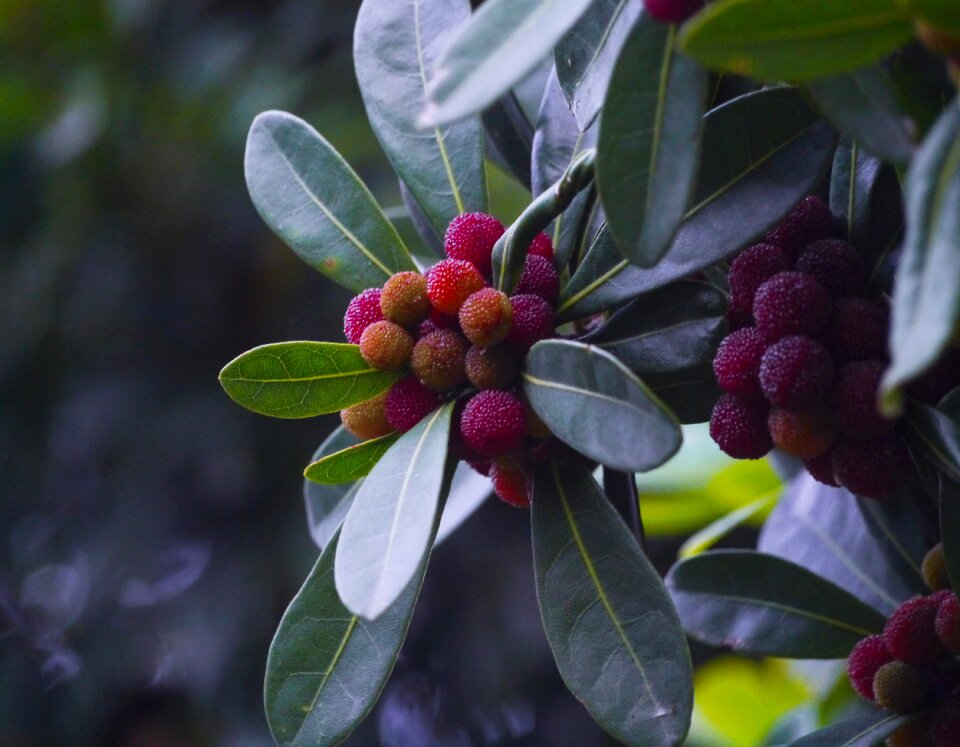 Immo jan me red fruit