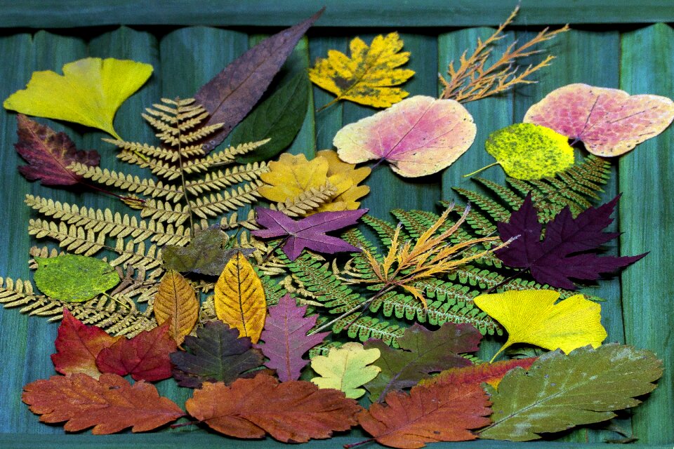 Trockenblaeter autumn arrangement