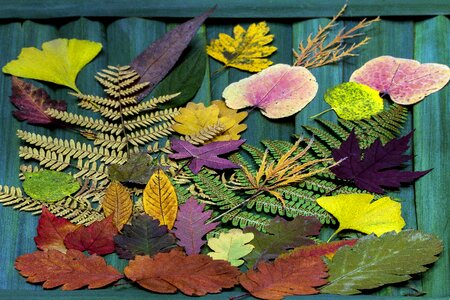 Trockenblaeter autumn arrangement