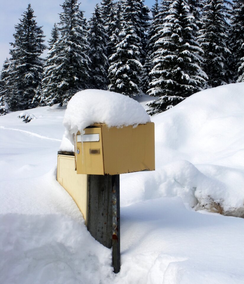 Fir snowy cold