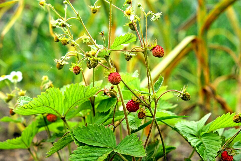 Summer plant nature