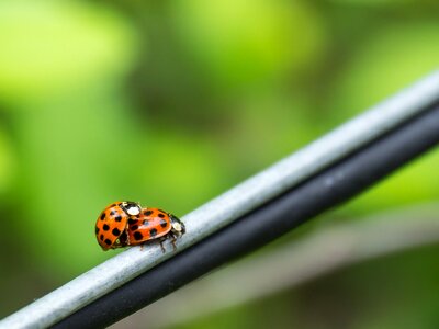 Insect red green