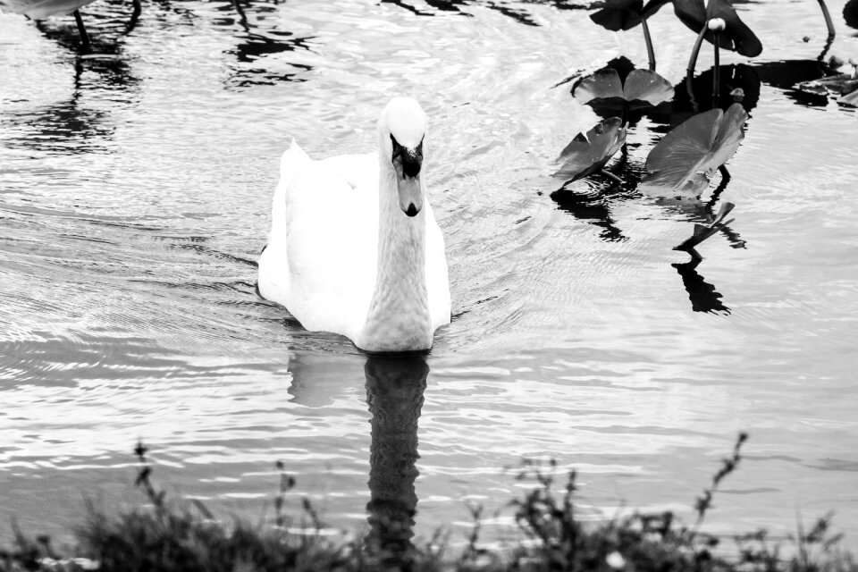 Nature bird white